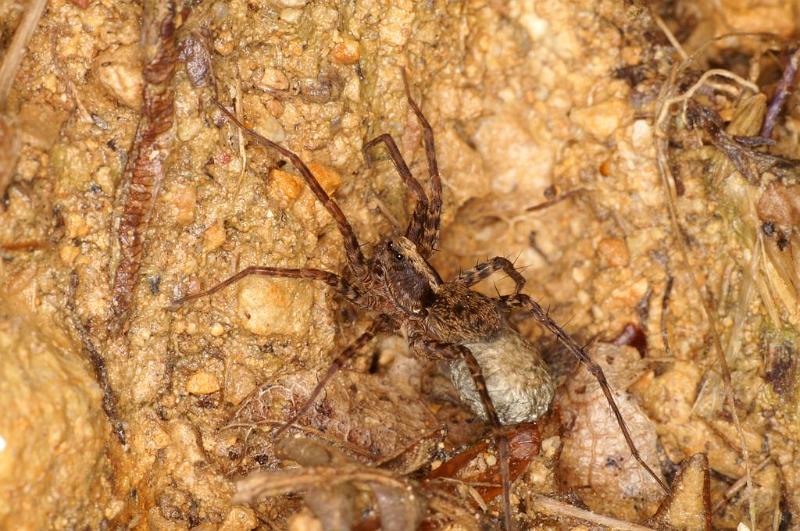 Pardosa_lugubris_D6092_Z_85_Les Gris_Frankrijk.jpg